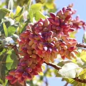 Antep Fıstığı Kurutulurken Fire Oranını Etkileyen Faktörler