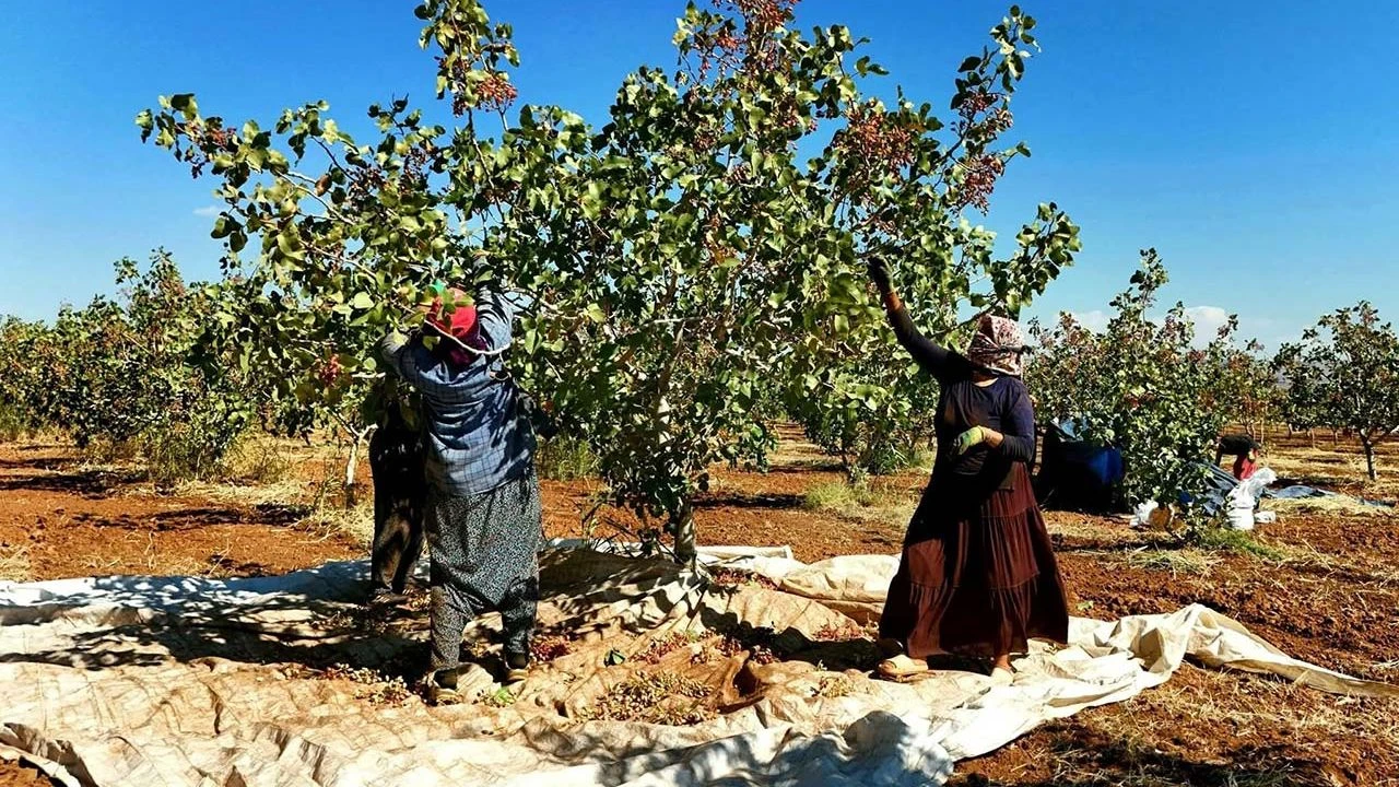 Gaziantep'te fıstık hasat zamanı ağaçtan fıstık toplayan çiftçiler