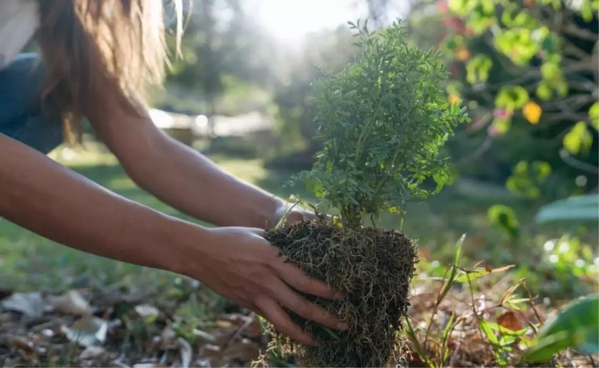 Rüyada Antep Fıstığı Ağacı Dikmek