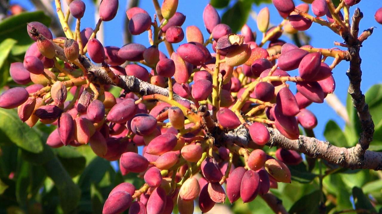 Sektörün Öncü Antep Fıstığı Üreticisi Devlip, Devlip, Gaziantep fıstığı